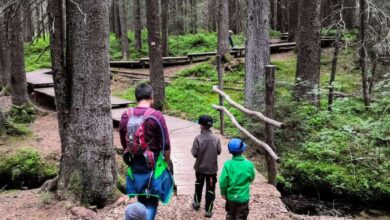 Photo of رحلتي الي الغابة السوداء بالتفصيل