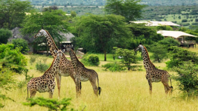 Photo of تكلفة رحلة سفاري كينيا 2026 وبرنامج كامل للرحلة